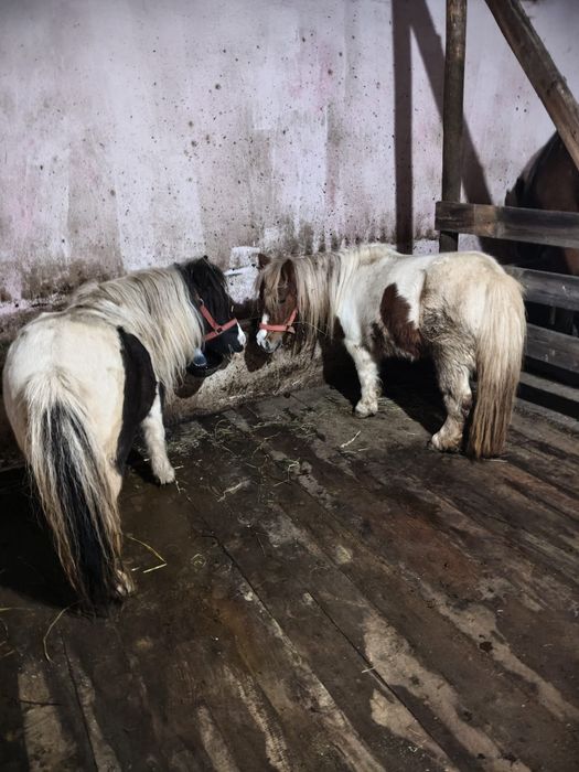 Vând poneiță talie mică