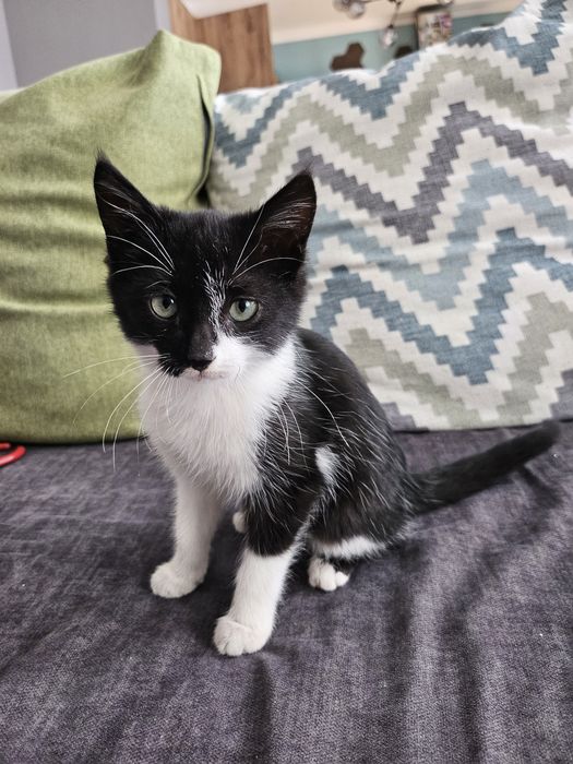 Отдам маленького котенка