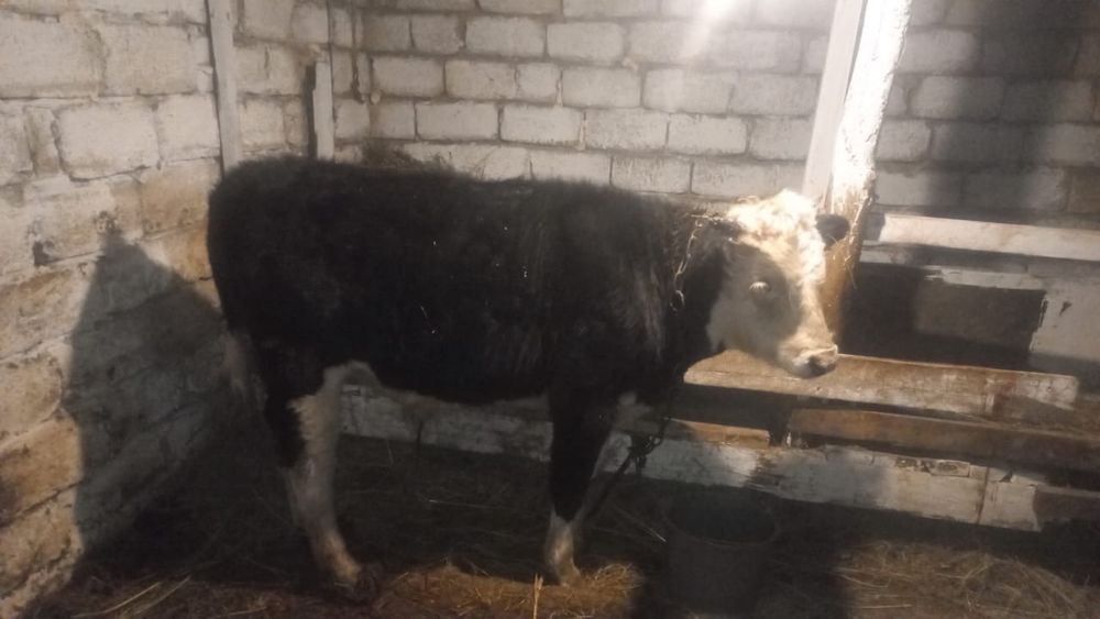 Продам бычка подсос!!