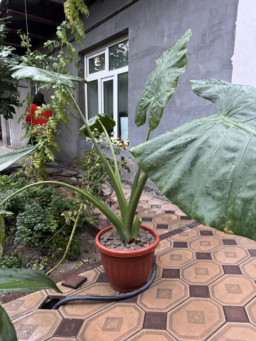 Manzarali ofisni fil quloq gul