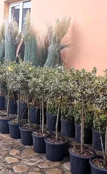 Plante decorative pentru grădini, curți și spații publice