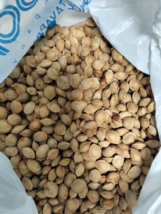 Косточки абрикоса 3 кг