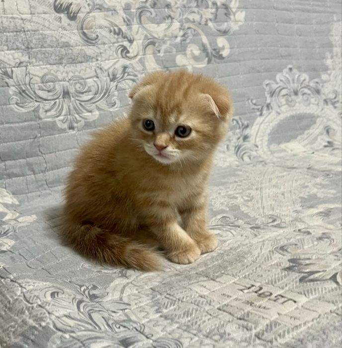 Шотланский Скоттиш Фолд!