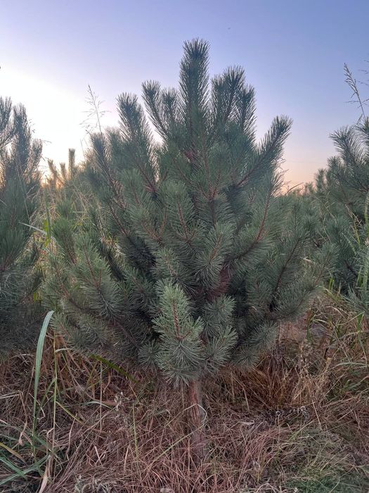 Сосна Импорт Саженц Sasna ko'chati