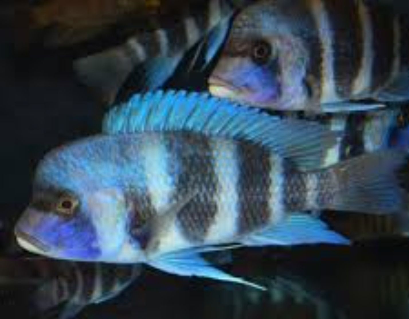 Продам Cyphotilapia Gibberosa blue Mpimbwe