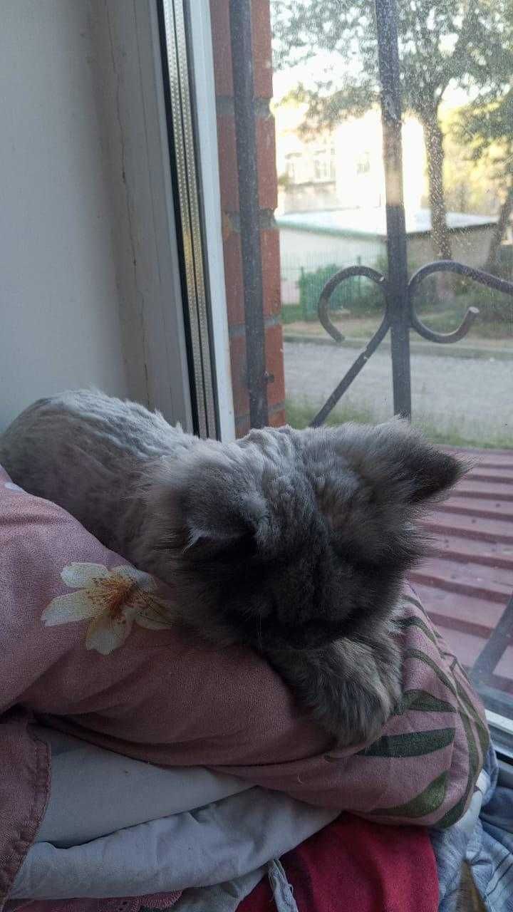 Кошке (экзот) нужен дом! Очень срочно!