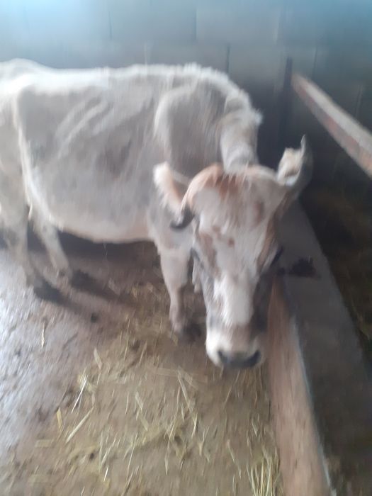 Vacă de vânzare rasă brună