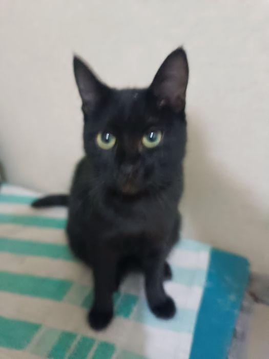 Котенок девочка в добрые руки