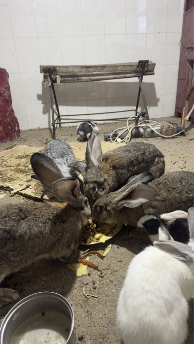 Кояндар  сатылады