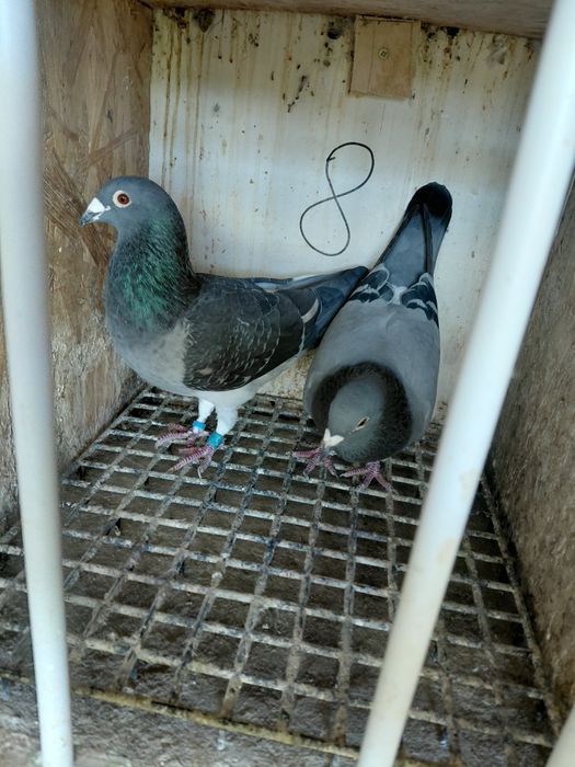 Vând porumbei-desființare crescatorie