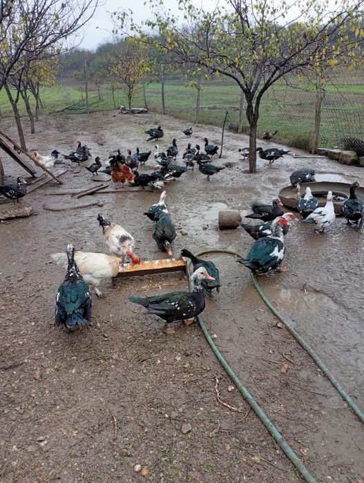 Rațe mute de anul acesta