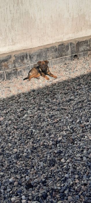 отдам маленького щенка дворняжки девочку