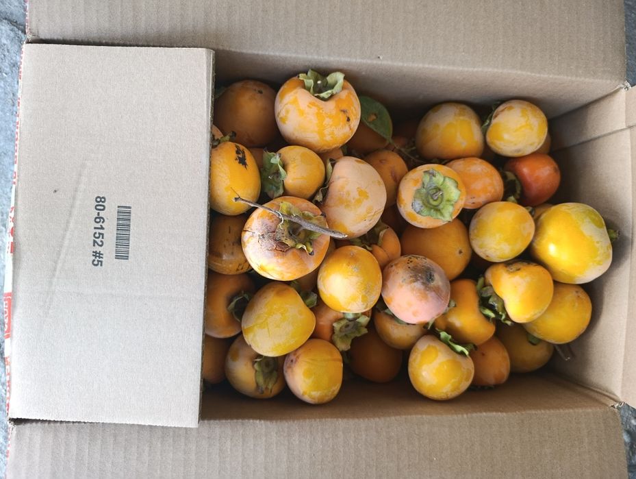 Хурма шоколадная