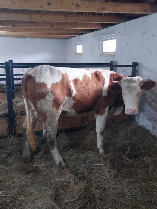 Vând Junincă Bălţată Românească
