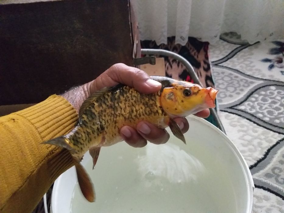 Koya baliq katta tillarang qora