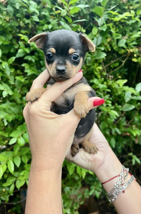 Продавам пинчери