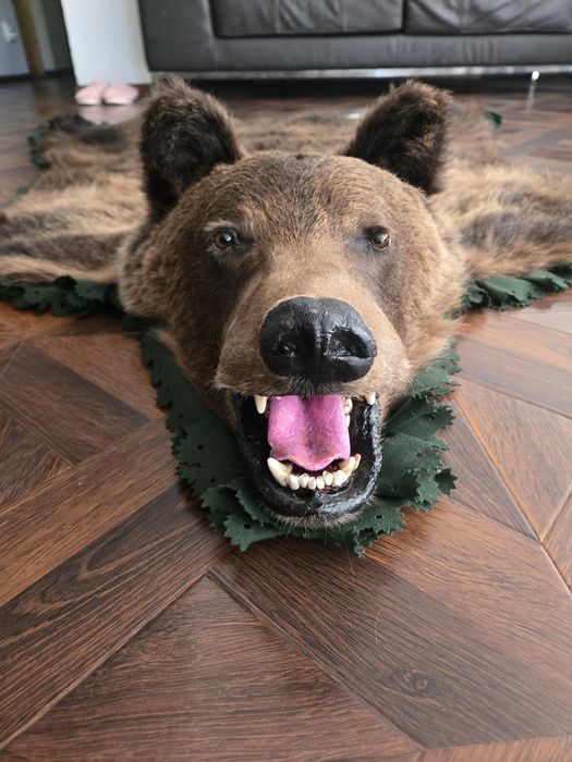 Vand trofeu urs brun blana naturala !