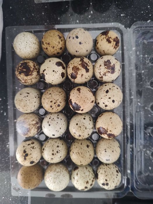 Oua de prepelite pentru incubat sau pentru consum