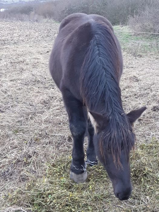 Vând mânză de un an și 2 lun