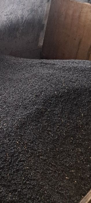 Vand floarea soarelui 2025