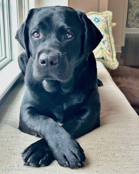 Labrador Retriever RJCH RCH RCHL