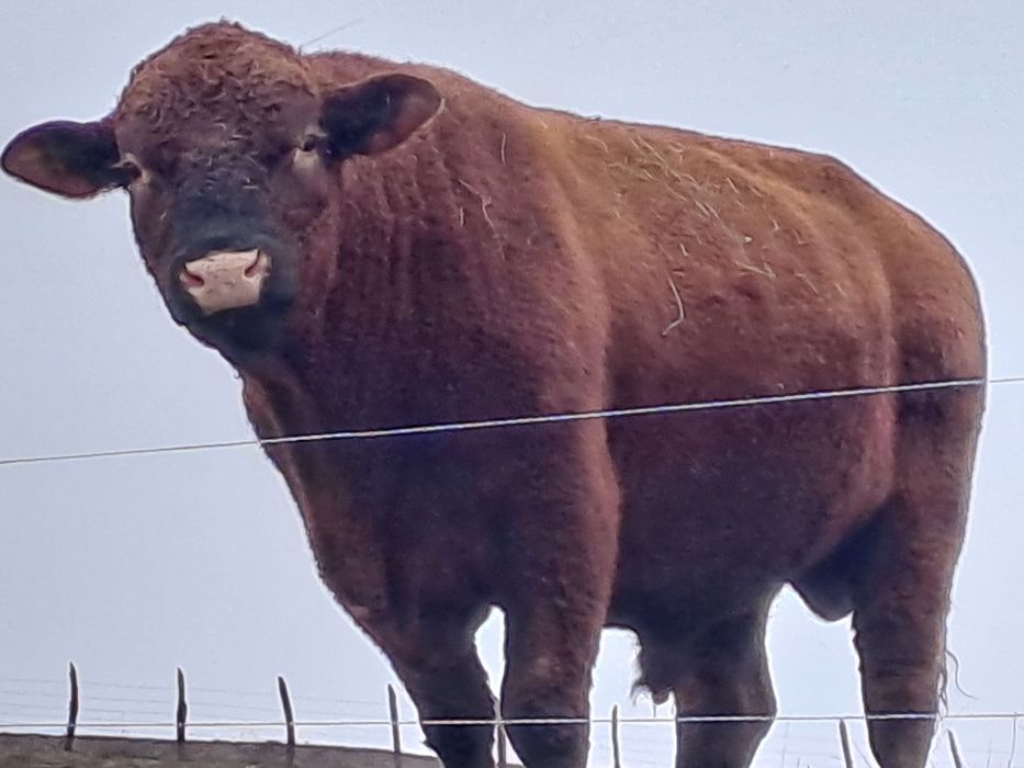 Vand taur angus de origine certificat