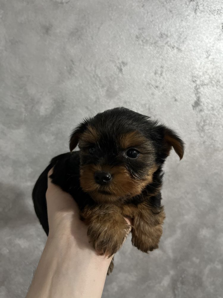 Vând Yorkshire Terrier