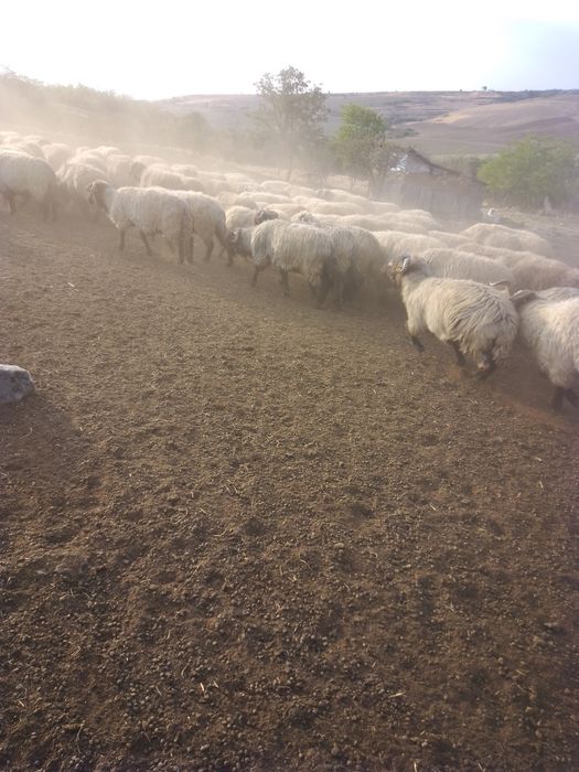 Vând oi bune tinere de ales din 250 sunt 100 12 milioane negociabil