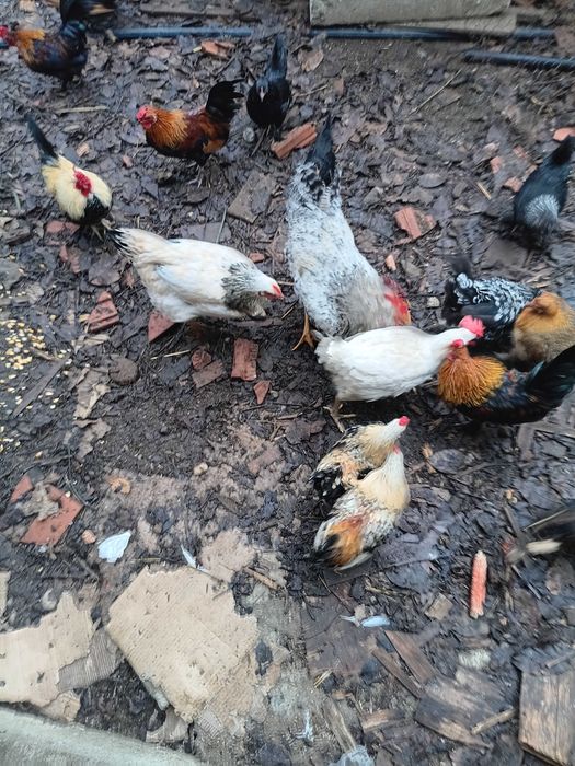 Vand gaini frumoase mici si mari, perlate, americane