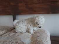 Bichon maltez toy
