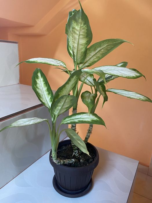Sansevieria/Dieffenbachia/leandru