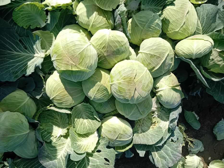 Vind varza pentru pastrare