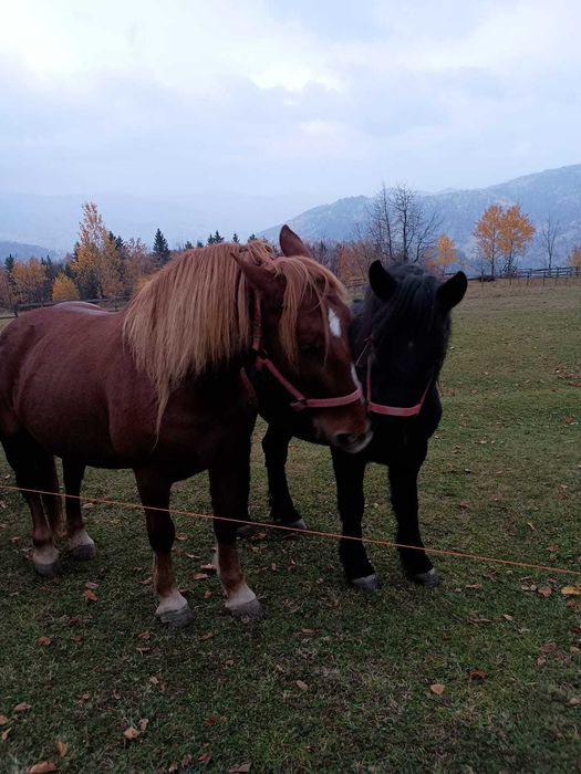 Vând iapă garantată