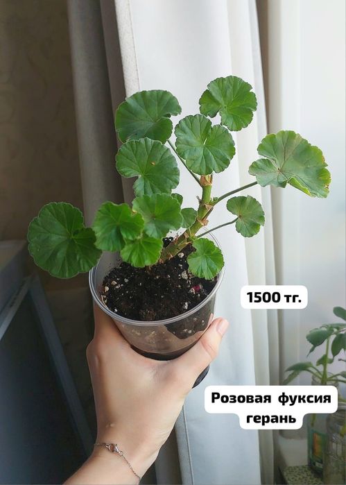 Герань розовая фуксия