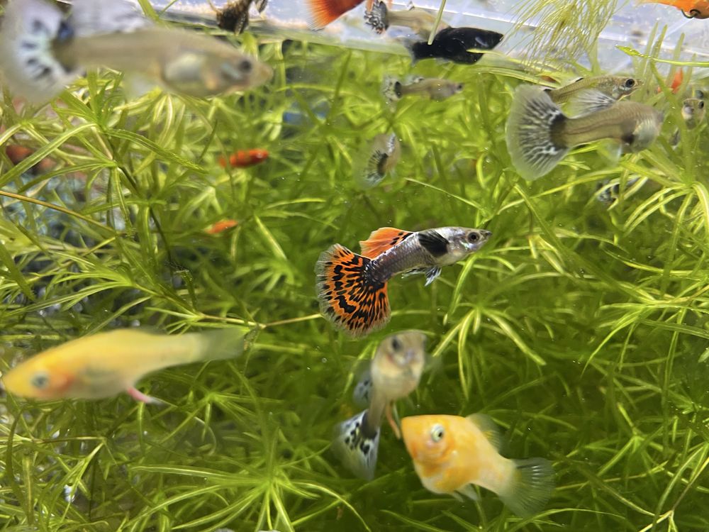 Guppy Dumbo mosaic platinium