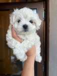 Bichon mini toy isi caută căsuța