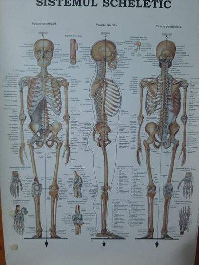 Plansa sistemul muscular, neuronal,s cheletic, Colectia Corpul omenesc