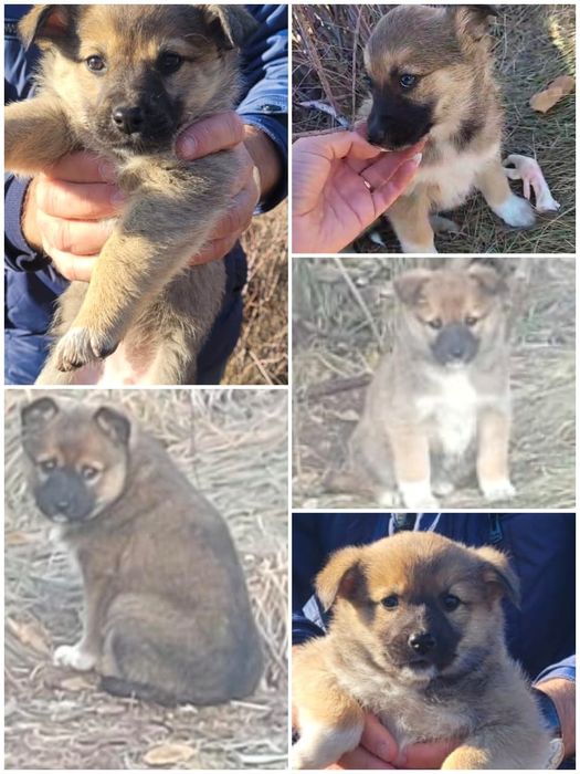 Щенки в добрые руки
