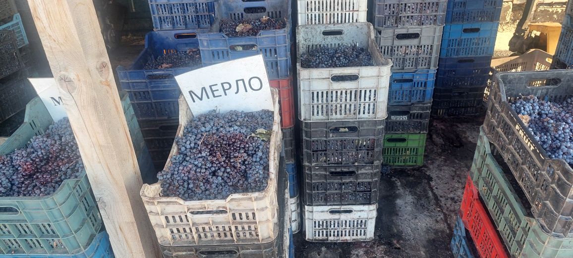 Грозде за вино и ракия сорт мерло кабарне мавруд сира
