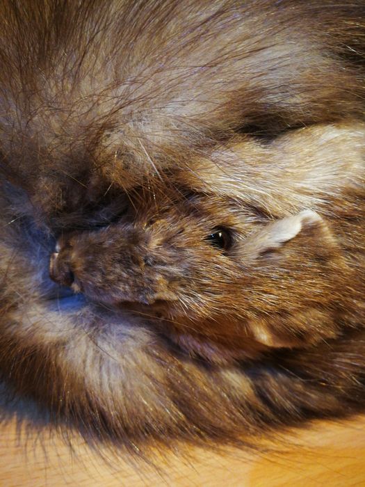 Caciuli blana naturala