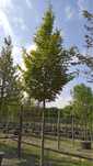 Tei. platan. carpinus. Mestecan