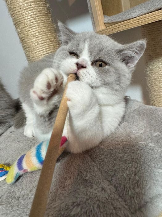 Pisicuță superbă!