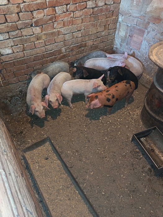 Отбити прасета ваксинирани