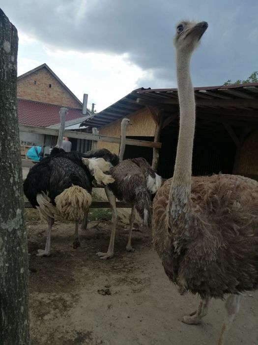 Vând Familie de struți!