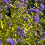 Кариоптерис "Petit Bleu".