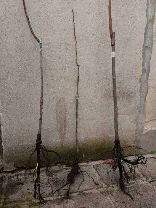 3 дръвчета райска ябълка - Хиакуме, Джаянт Фуйю и Рохо Брилянте