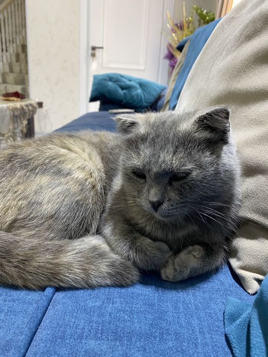 Породная кошка скоттиш фолд