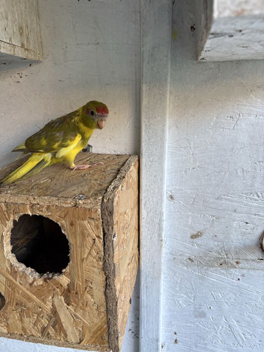 Vand Colivie cu Papagal Kakariki