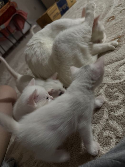 Кооотииикиииииии