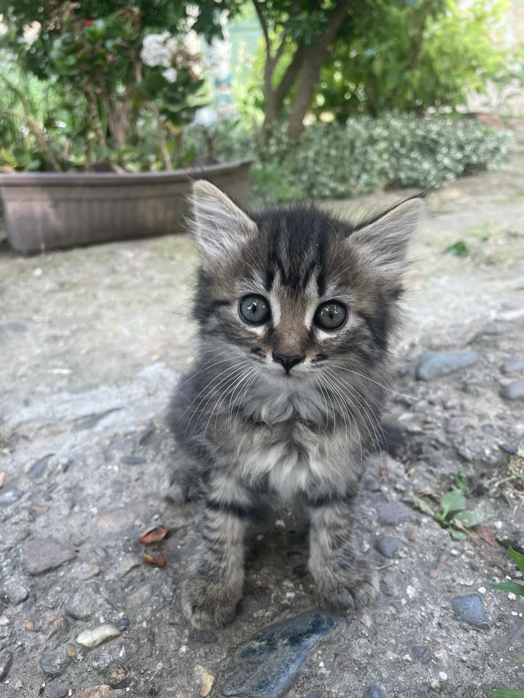 Малки котенца си търсят дом